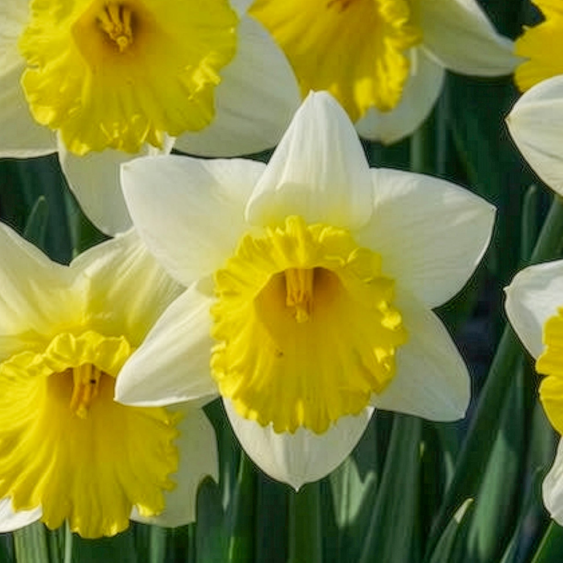 Vente 10 Narcisses Goblet