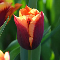 Tulipa gavota - 10 Tulipes Gavota - Bulbes de Tulipe