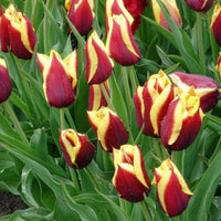 Bulbes de Tulipe - 10 Tulipes Gavota - Tulipa gavota