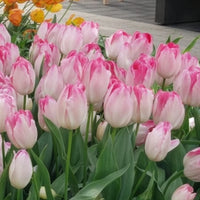 Tulipa supri erotic - 10 Tulipes Supri Erotic - Bulbes de Tulipe