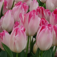 Bulbes de Tulipe - 10 Tulipes Supri Erotic - Tulipa supri erotic