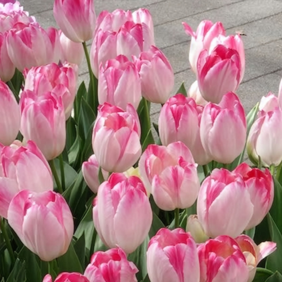 10 Tulipes Supri Erotic - Tulipa supri erotic - Bakker