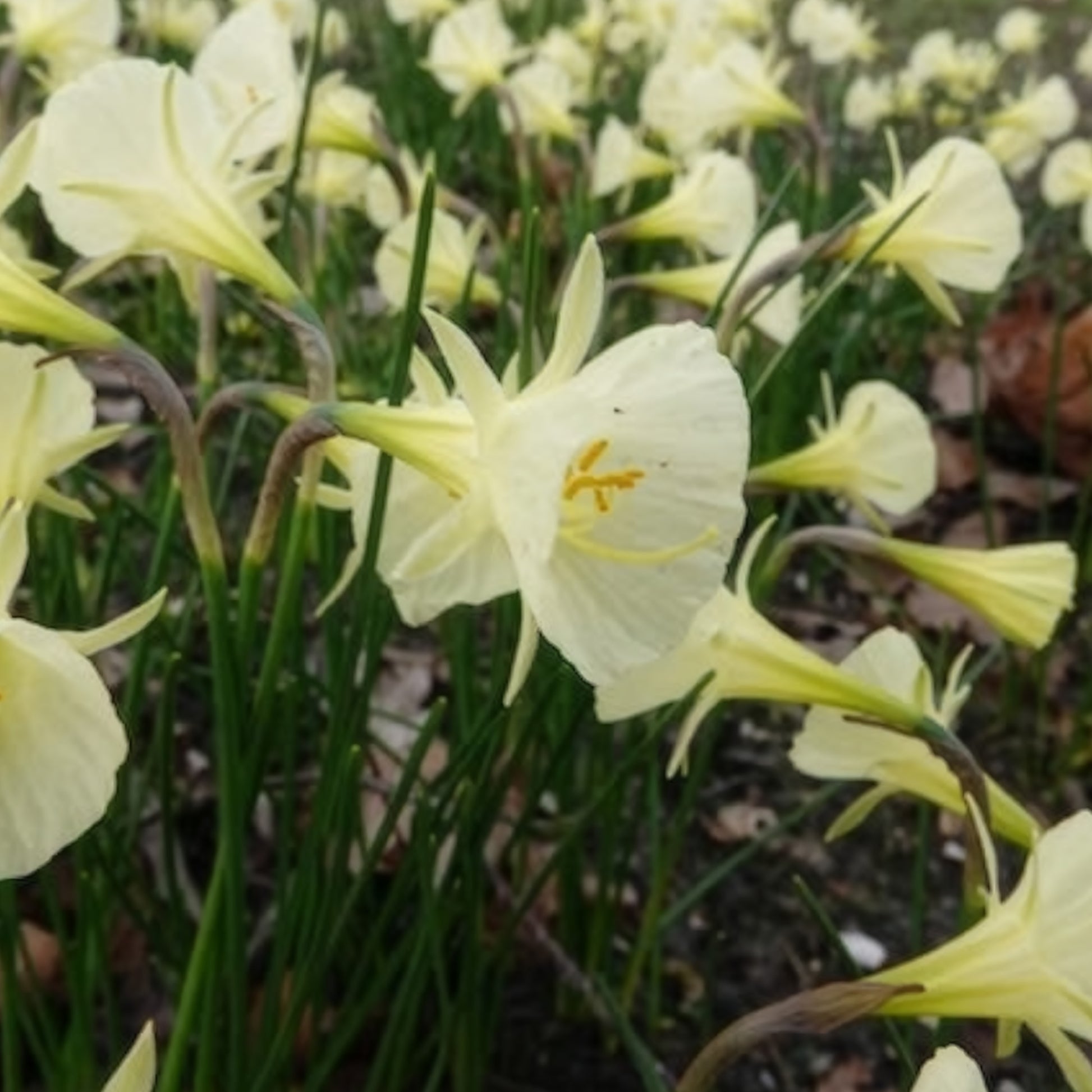 Narcissus artic bells - 10 Narcisses Artic Bells - Bulbes de Narcisse