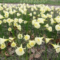 Bulbes de Narcisse - 10 Narcisses Artic Bells - Narcissus artic bells