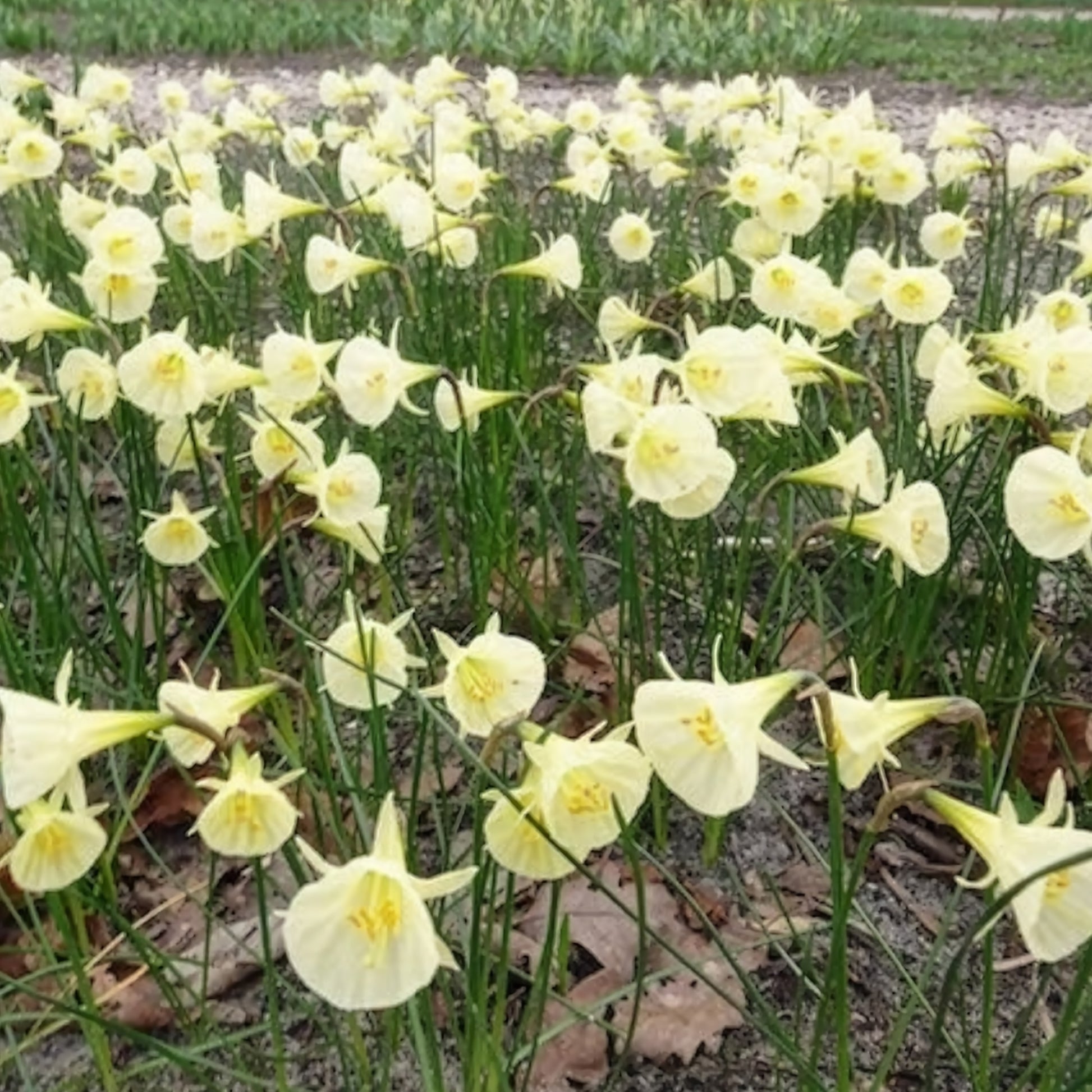 Bulbes de Narcisse - 10 Narcisses Artic Bells - Narcissus artic bells