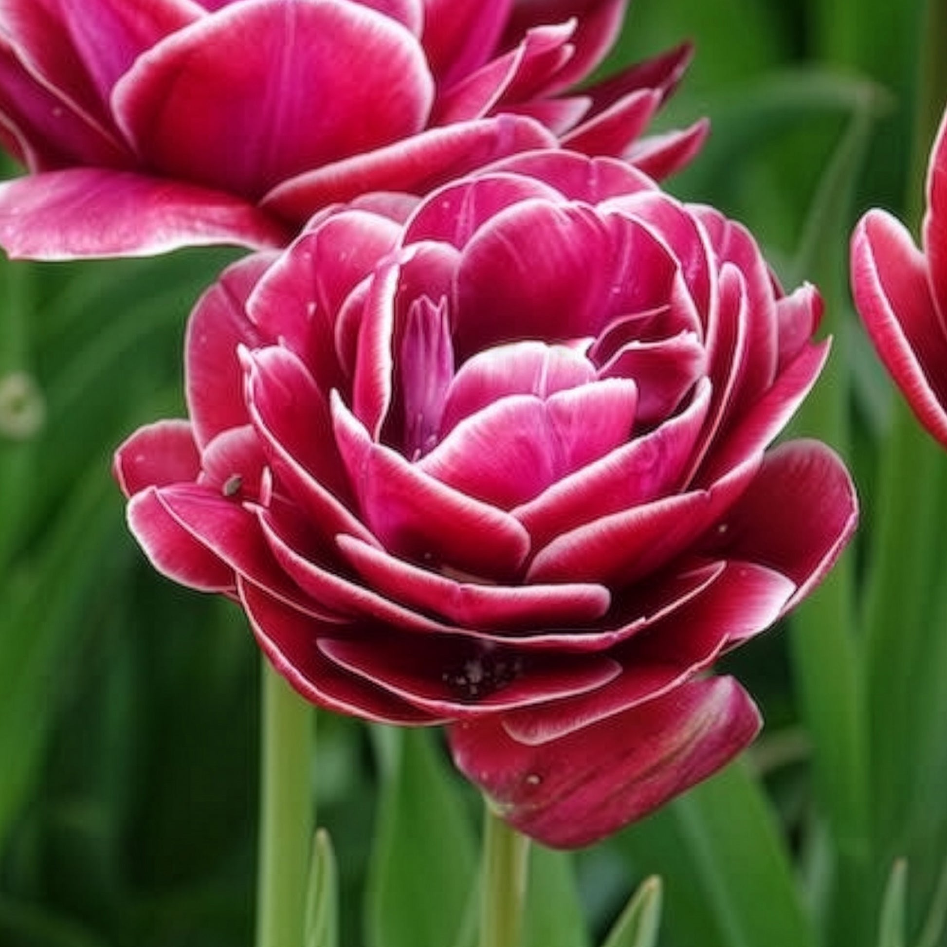Vente 7 Tulipes à fleurs de pivoine Dream Touch - Tulipa