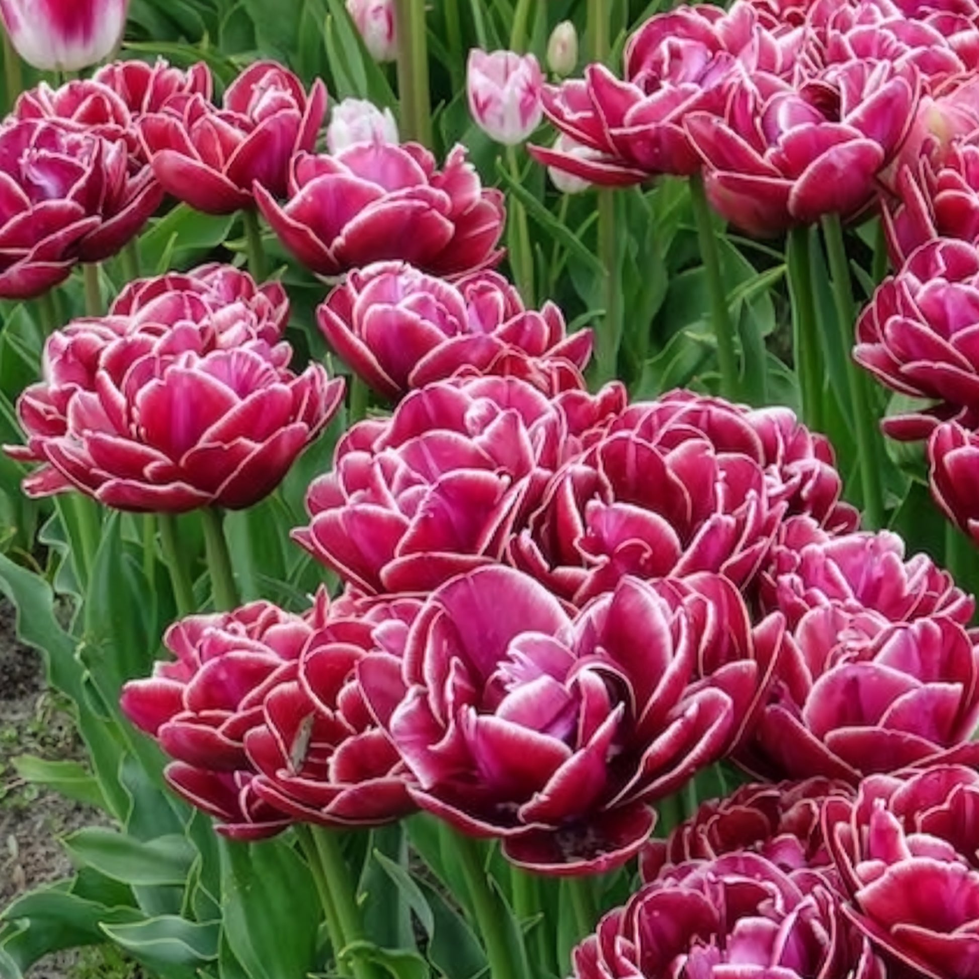 Vente 7 Tulipes à fleurs de pivoine Dream Touch - Bulbes de Tulipe