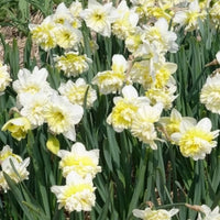 5 Narcisses Ice Kings - Bulbes de Narcisse - Bakker