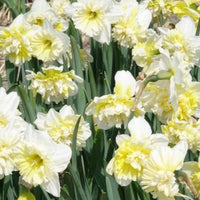 Vente 5 Narcisses Ice Kings