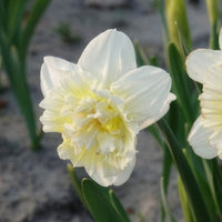 5 Narcisses Ice Kings