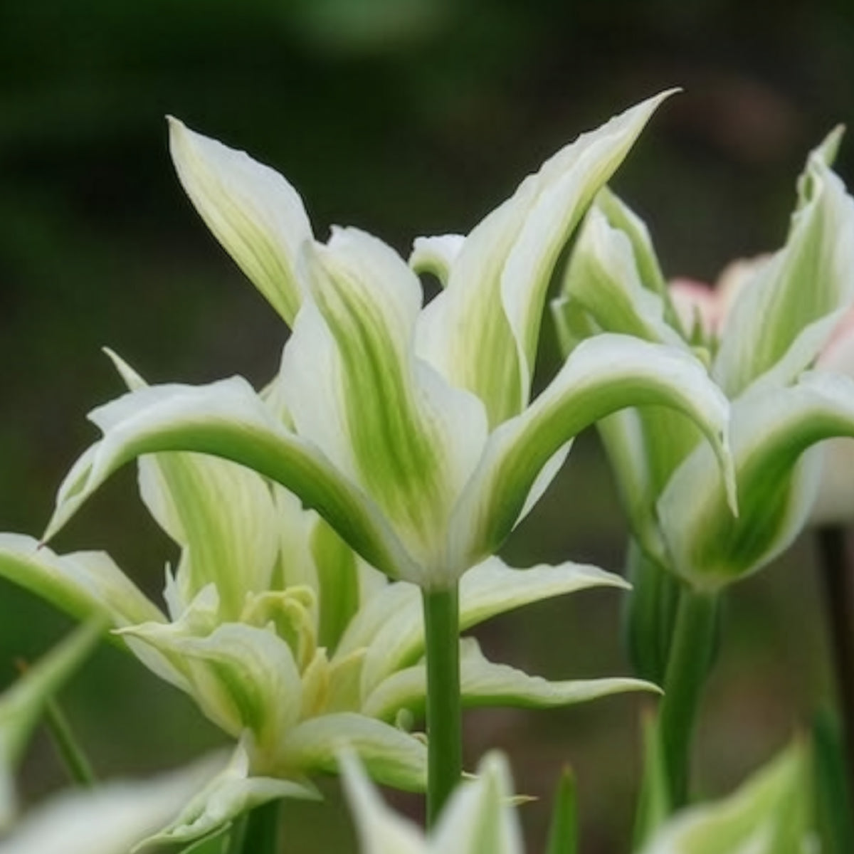 Vente Tulipa greenstar - 10 Tulipes à fleurs de lis Greenstar