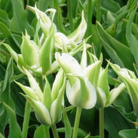 10 Tulipes à fleurs de lis Greenstar - Bulbes de Tulipe - Bakker