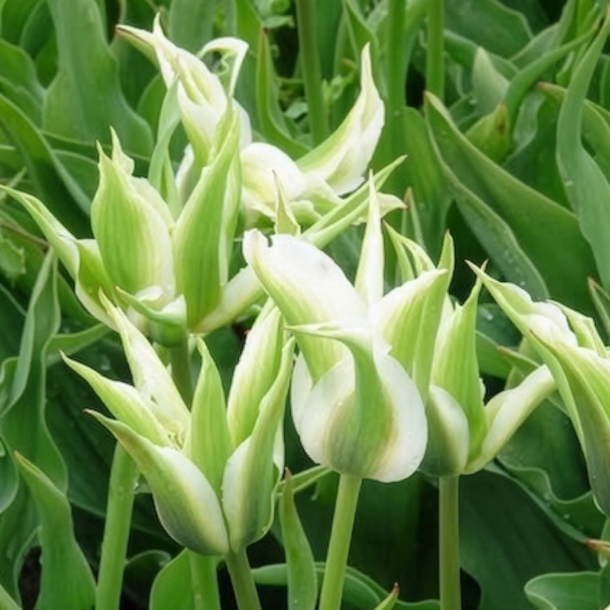 10 Tulipes à fleurs de lis Greenstar - Bulbes de Tulipe - Bakker