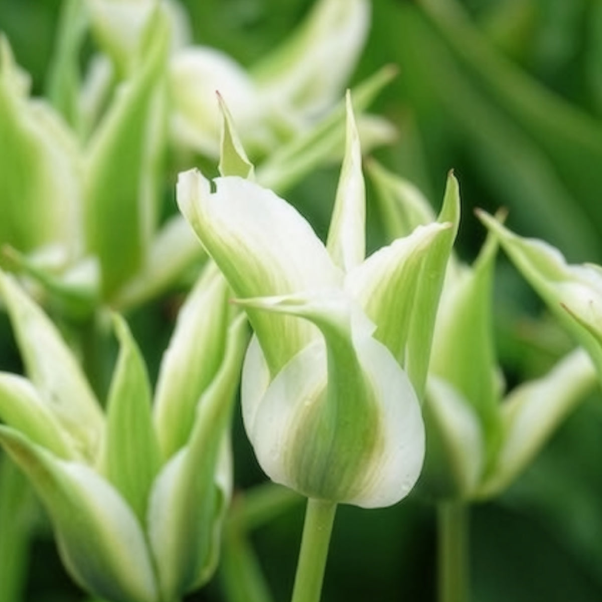 Vente 10 Tulipes à fleurs de lis Greenstar - Bulbes de Tulipe