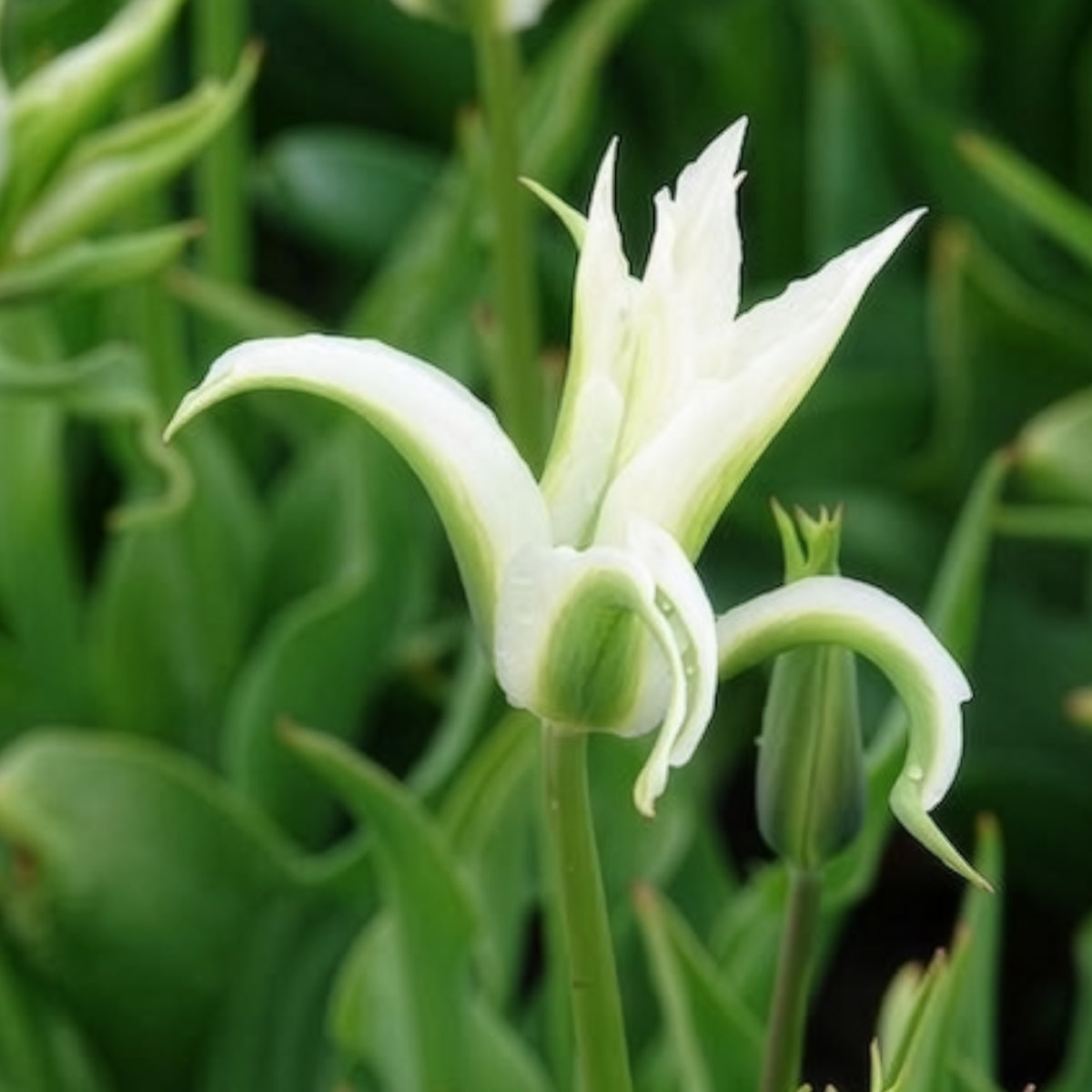 Vente Bulbes de Tulipe - 10 Tulipes à fleurs de lis Greenstar