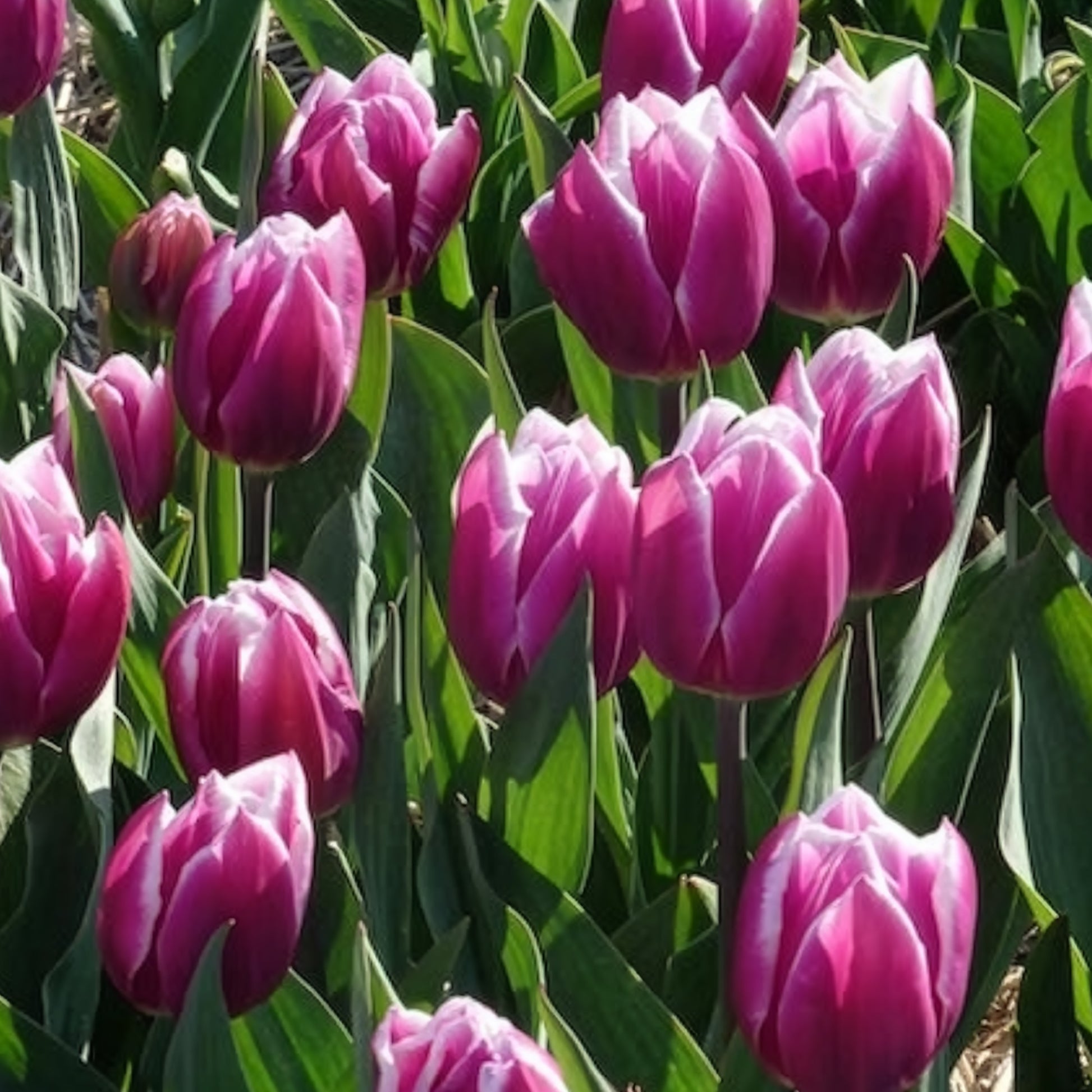 Vente 10 Tulipes Triomphe Synaeda blue - Bulbes de Tulipe