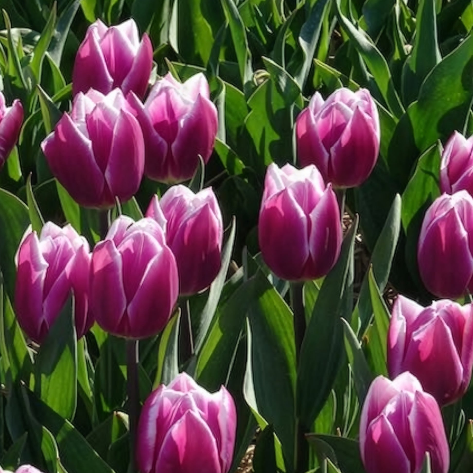 Vente Bulbes de Tulipe - 10 Tulipes Triomphe Synaeda blue