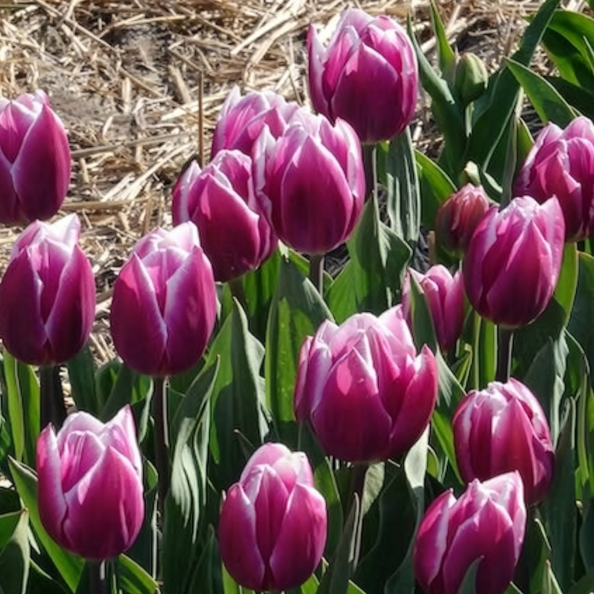 Bulbes de Tulipe - 10 Tulipes Triomphe Synaeda blue - Tulipa Synaeda Blue
