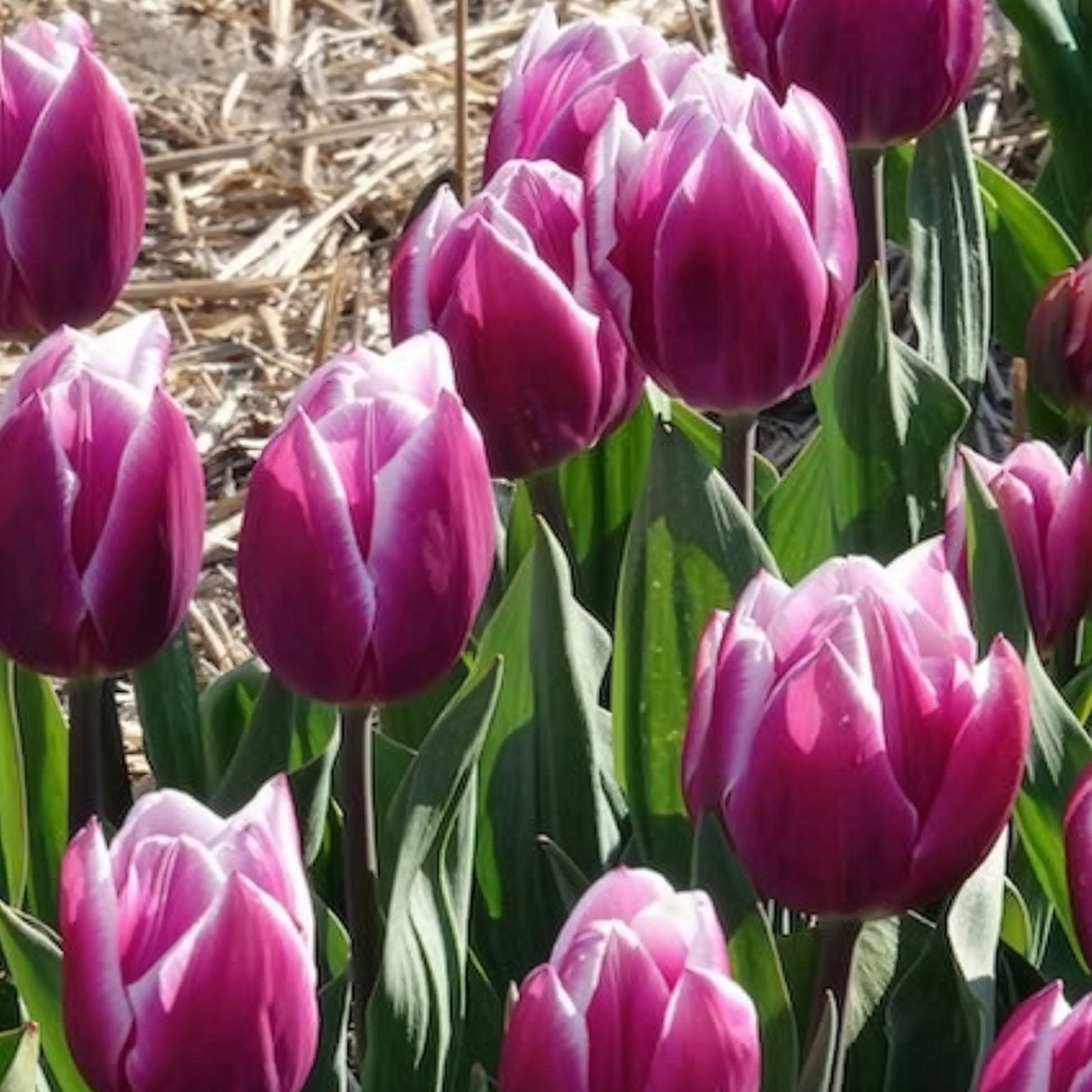 Vente 10 Tulipes Triomphe Synaeda blue - Tulipa Synaeda Blue
