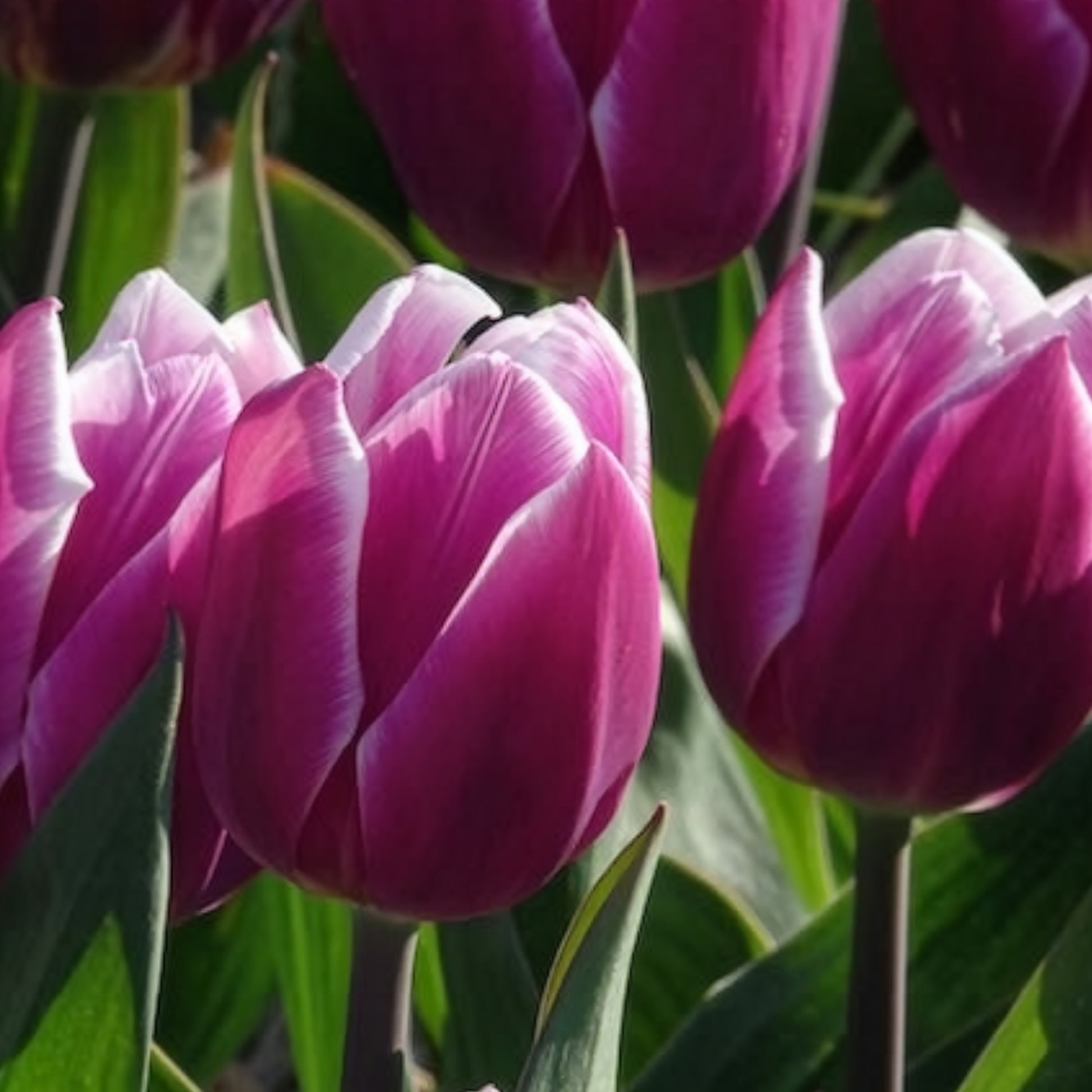 Vente 10 Tulipes Triomphe Synaeda blue