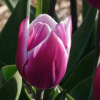 Vente 10 Tulipes Triomphe Synaeda blue