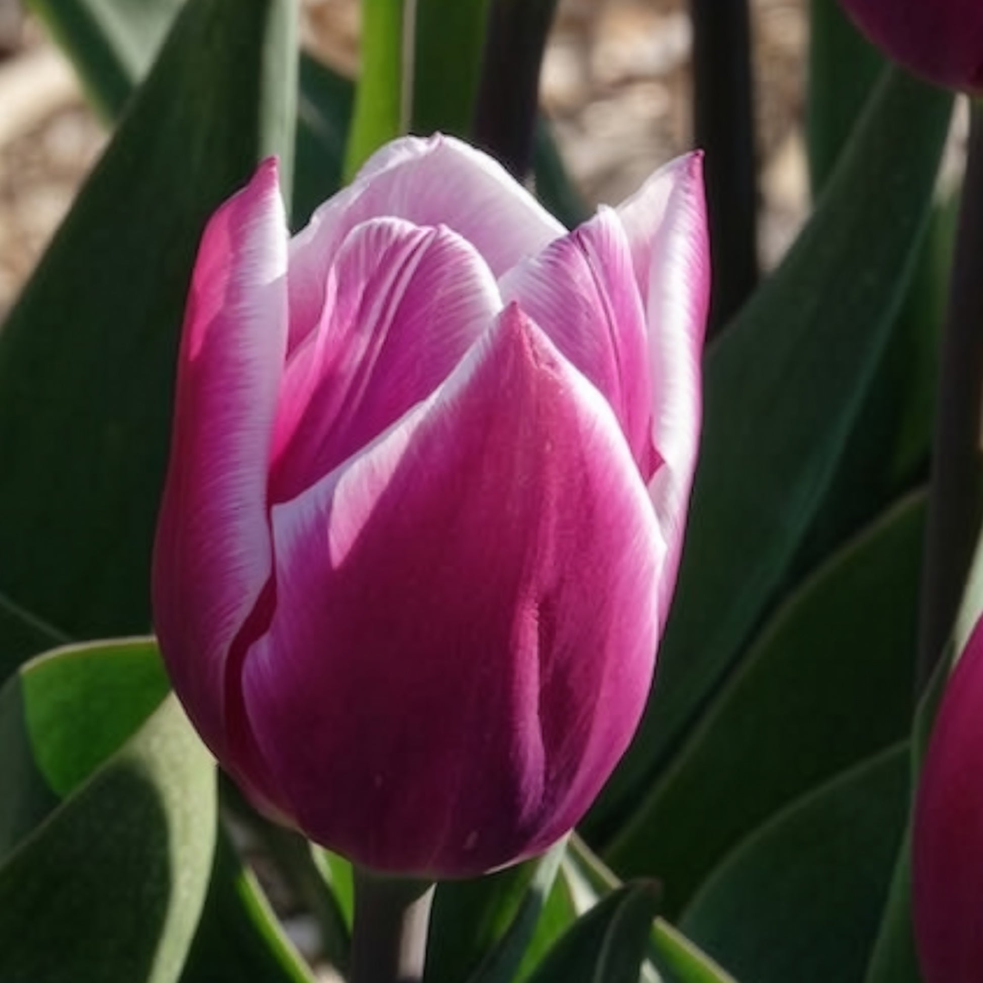 10 Tulipes Triomphe Synaeda blue - Bulbes de Tulipe - Bakker