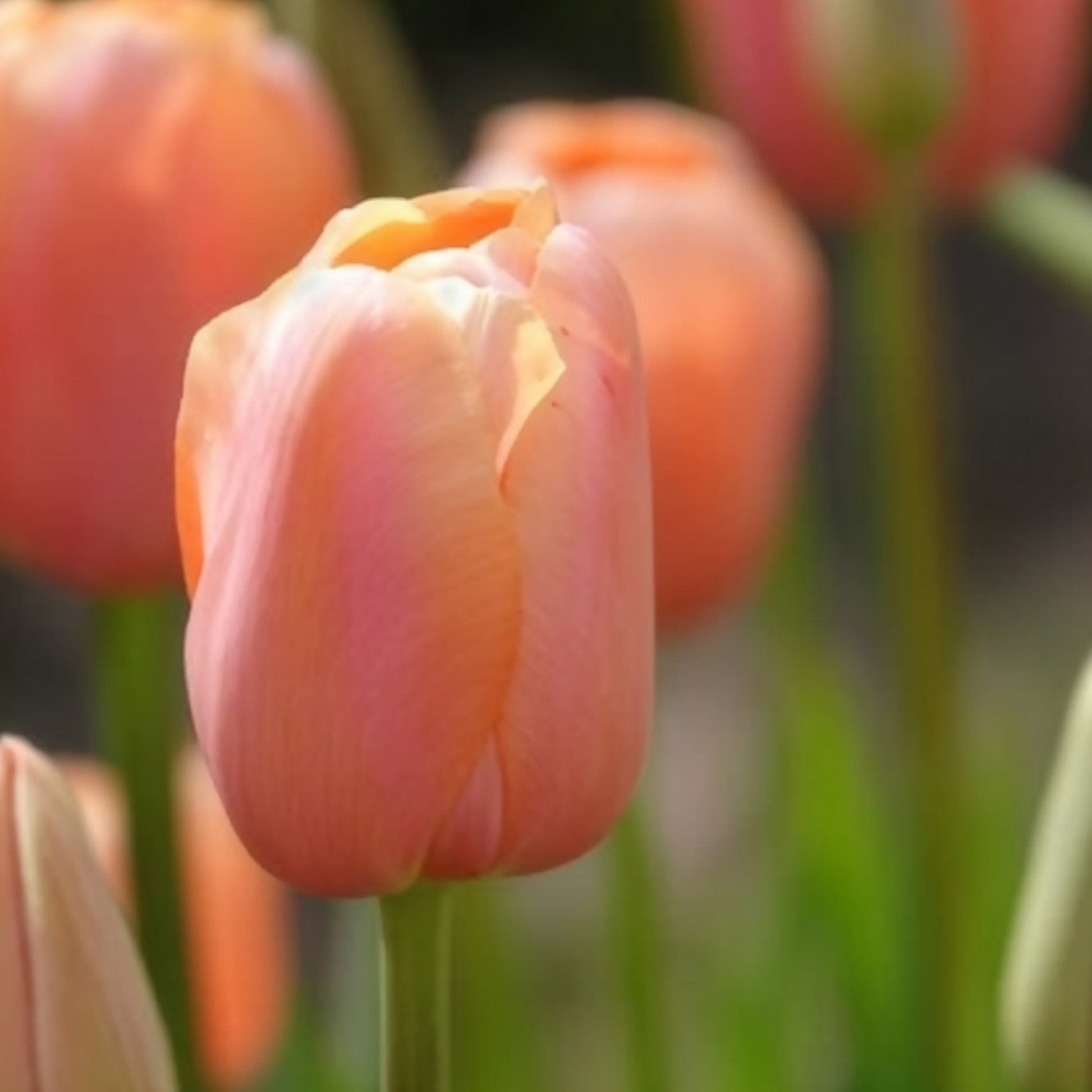 Tulipa 'menton' - 7 Tulipes Menton - Bulbes de Tulipe