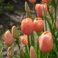 7 Tulipes Menton - Bakker