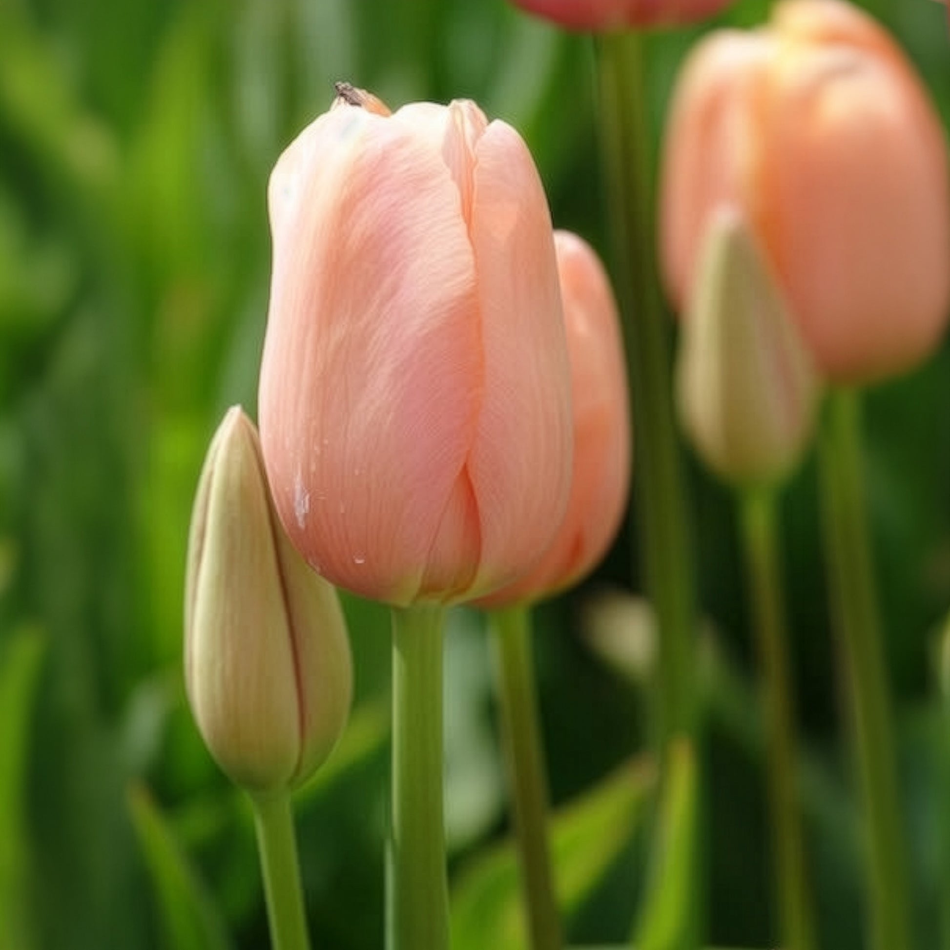 Bulbes de Tulipe - 7 Tulipes Menton - Tulipa 'menton'