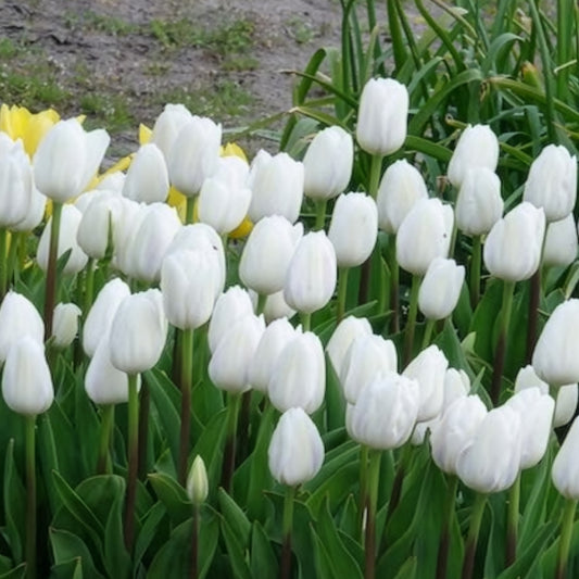 7 Tulipes Triomphe Royal Virgin - Bakker