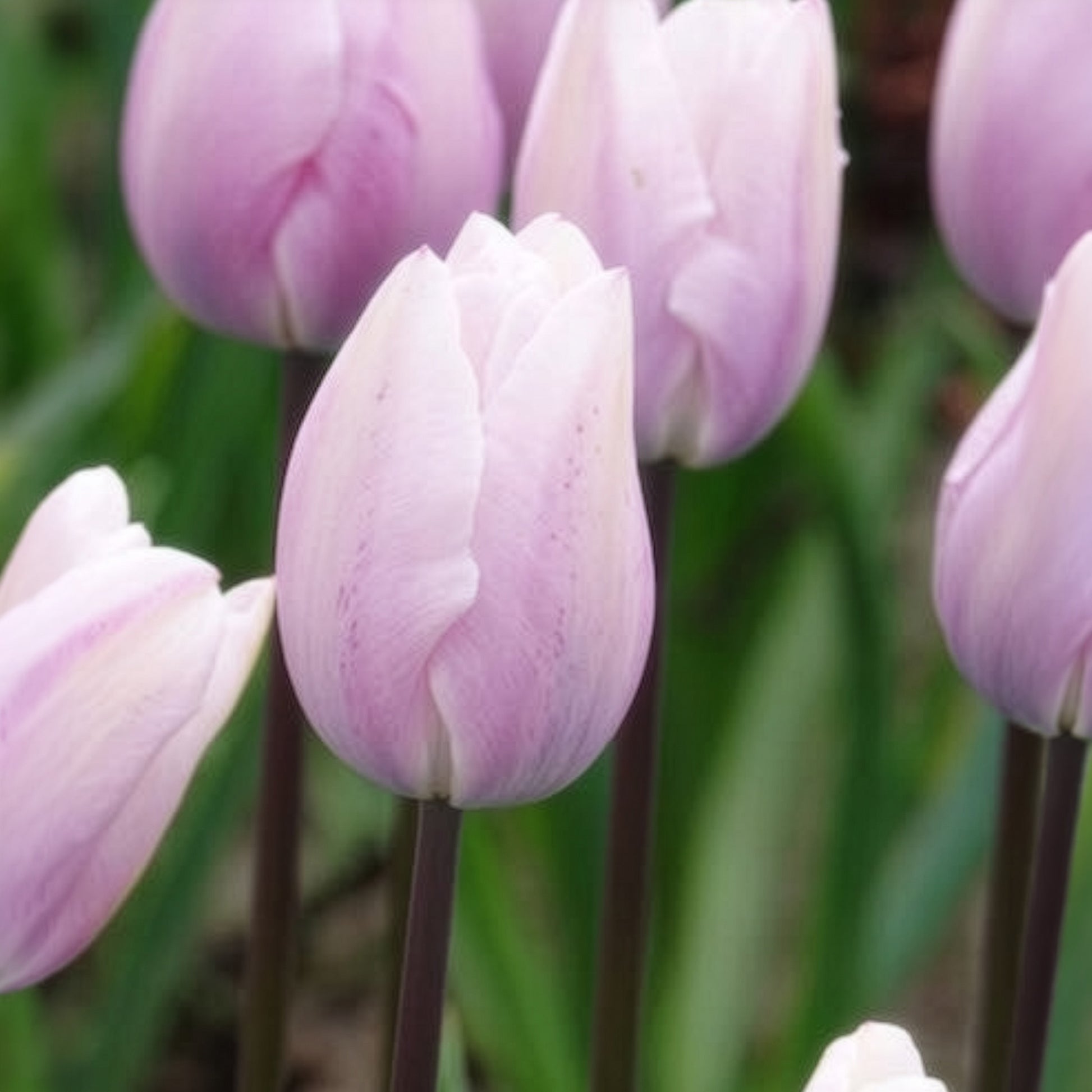 Tulipa 'silver cloud' - 7 Tulipes Triomphe Silver Cloud - Bulbes de Tulipe