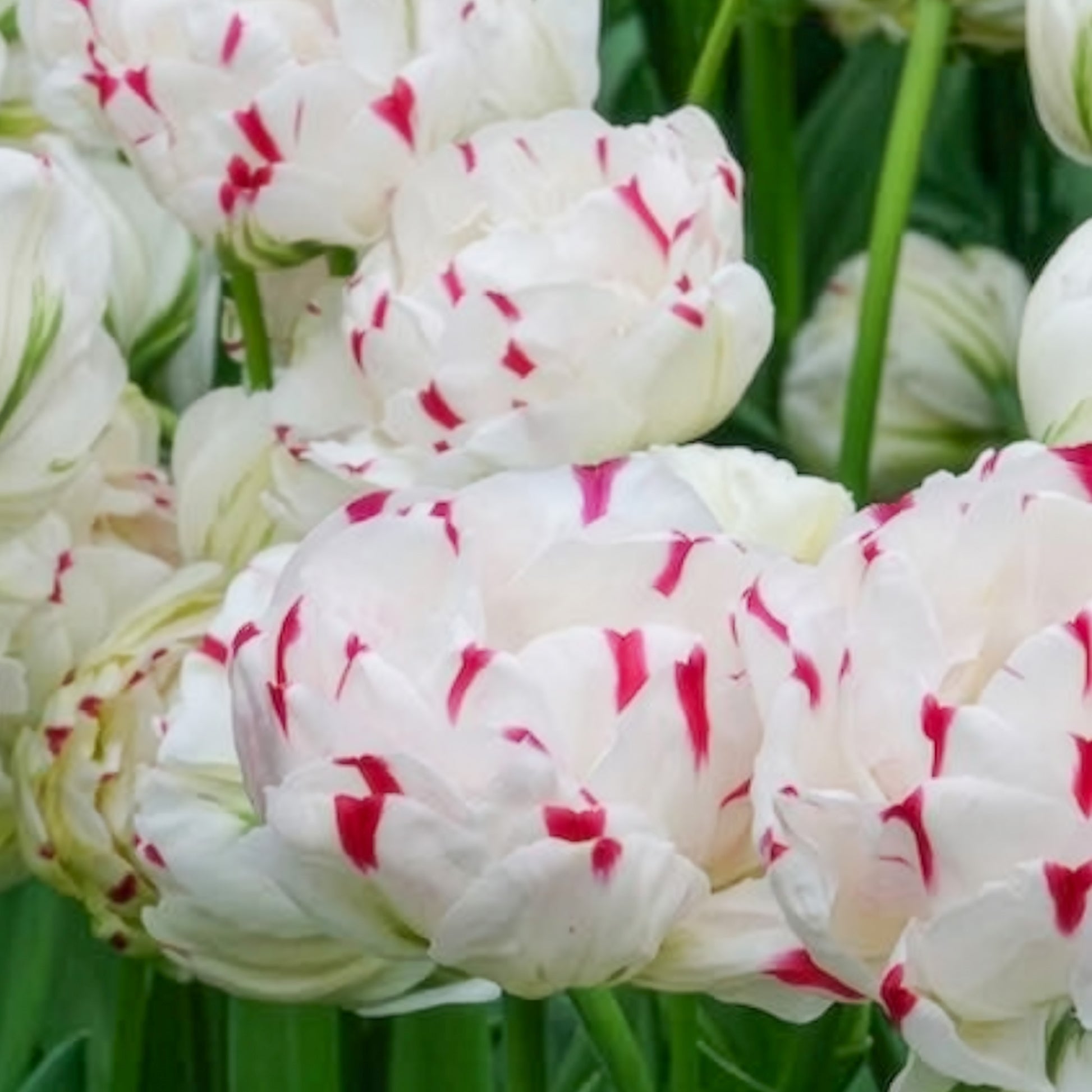Tulipa Danceline - 7 Tulipes double Dance line - Bulbes de Tulipe