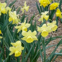 Bulbes de Narcisse - 5 Narcisses à grande couronne Avalon - Narcissus Avalon