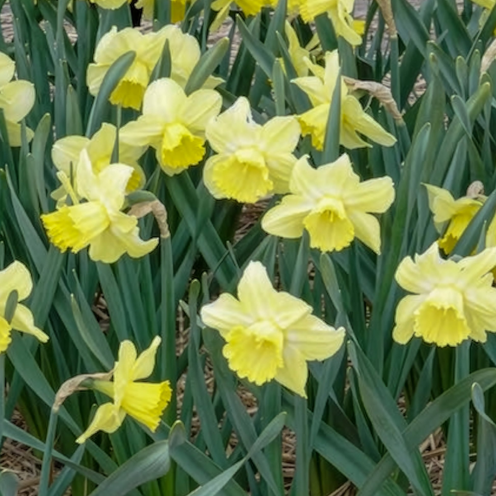 Narcissus Avalon - 5 Narcisses à grande couronne Avalon - Bulbes de Narcisse