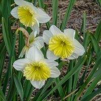 Vente 5 Narcisses à grande couronne Ice follies - Narcissus 'ice follies'