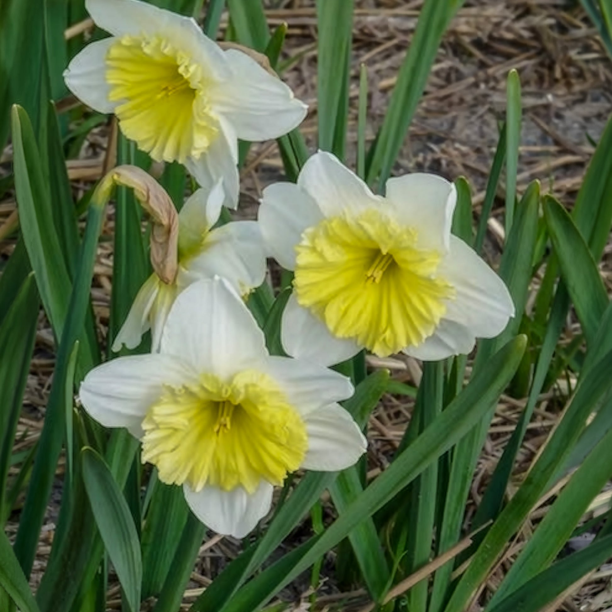 Vente 5 Narcisses à grande couronne Ice follies - Narcissus 'ice follies'