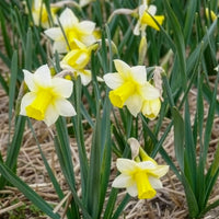 Vente 7 Narcisses Golden Echo
