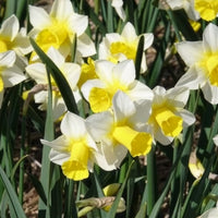 Narcissus 'golden echo' - 7 Narcisses Golden Echo - Bulbes de Narcisse