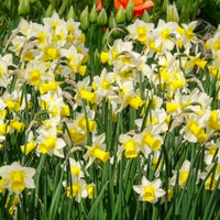 7 Narcisses Golden Echo - Bulbes de Narcisse - Bakker