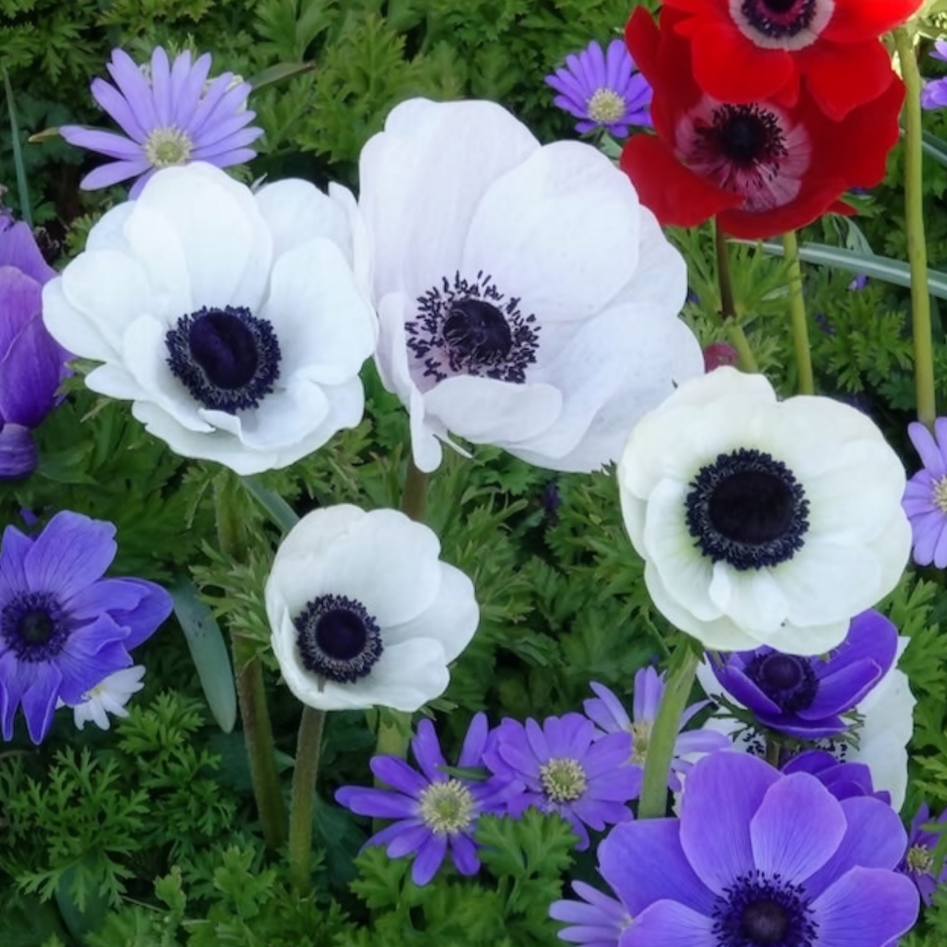 Anemone coronaria 'the bride' - Anémones coronaria The Bride - Bulbes d'Anémone