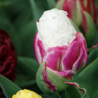 Bulbes de Tulipe - 7 Tulipes doubles Ice Cream - Tulipa Ice Cream