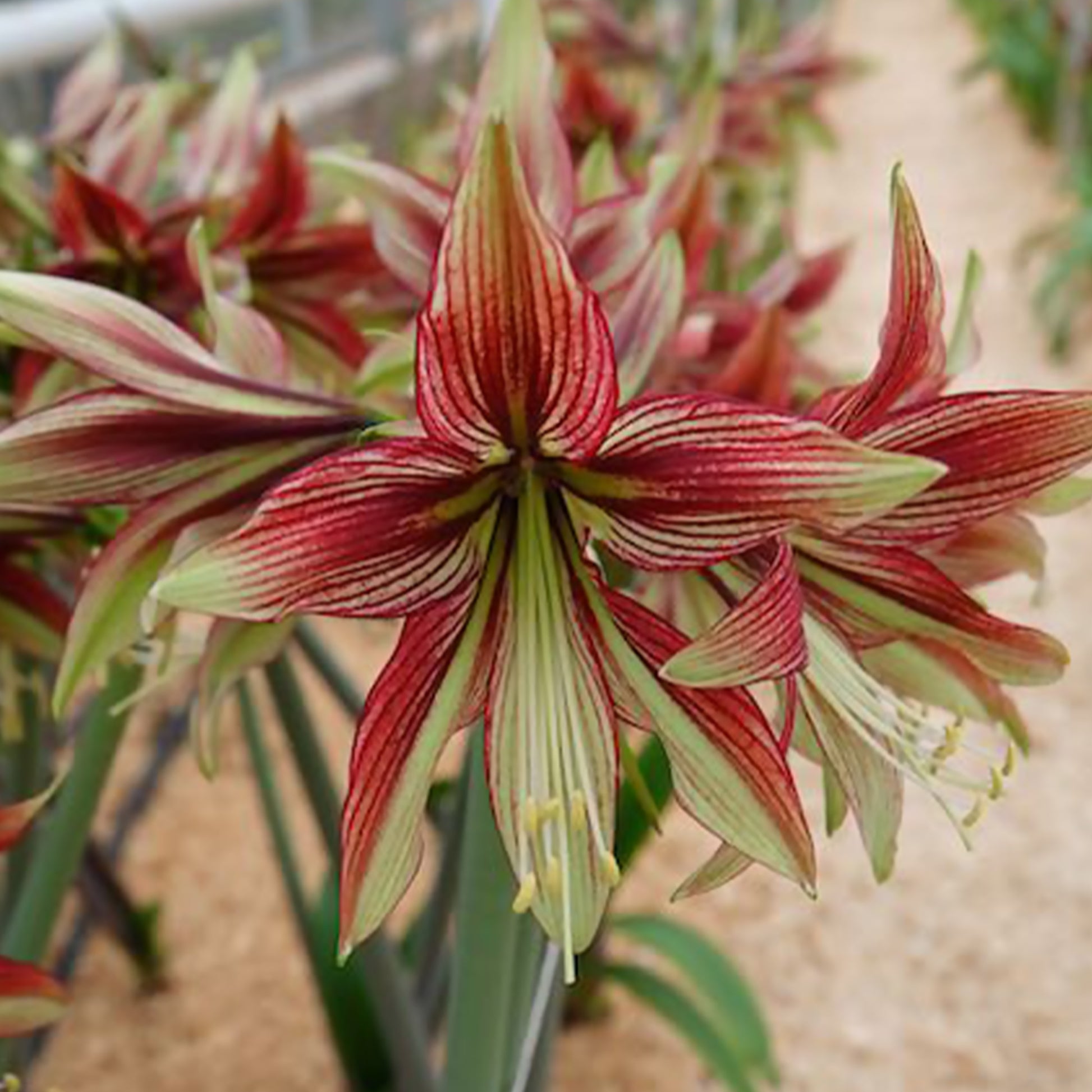 Hippeastrum Mystica - Amaryllis Mystica - Bulbes d'Amaryllis