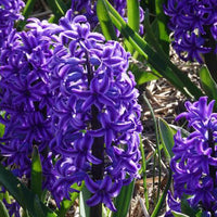 Vente Jacinthe Blue Jacket