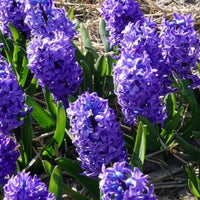 Vente Jacinthe Delft Blue - Hyacinthus orientalis Delft Blue