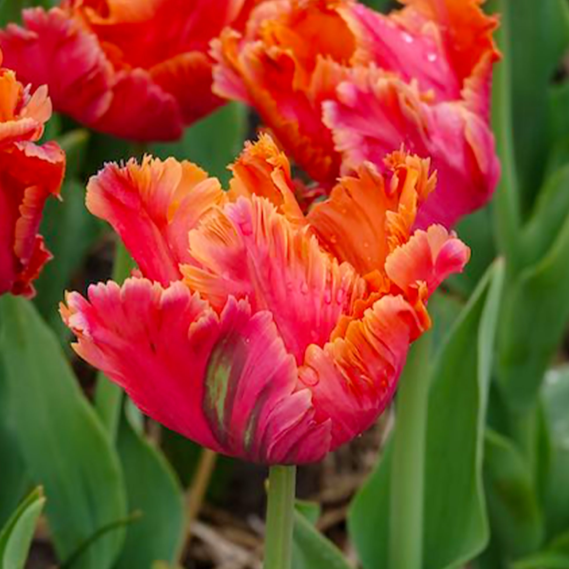 Vente 7 Tulipes perroquets Amazing Parrot
