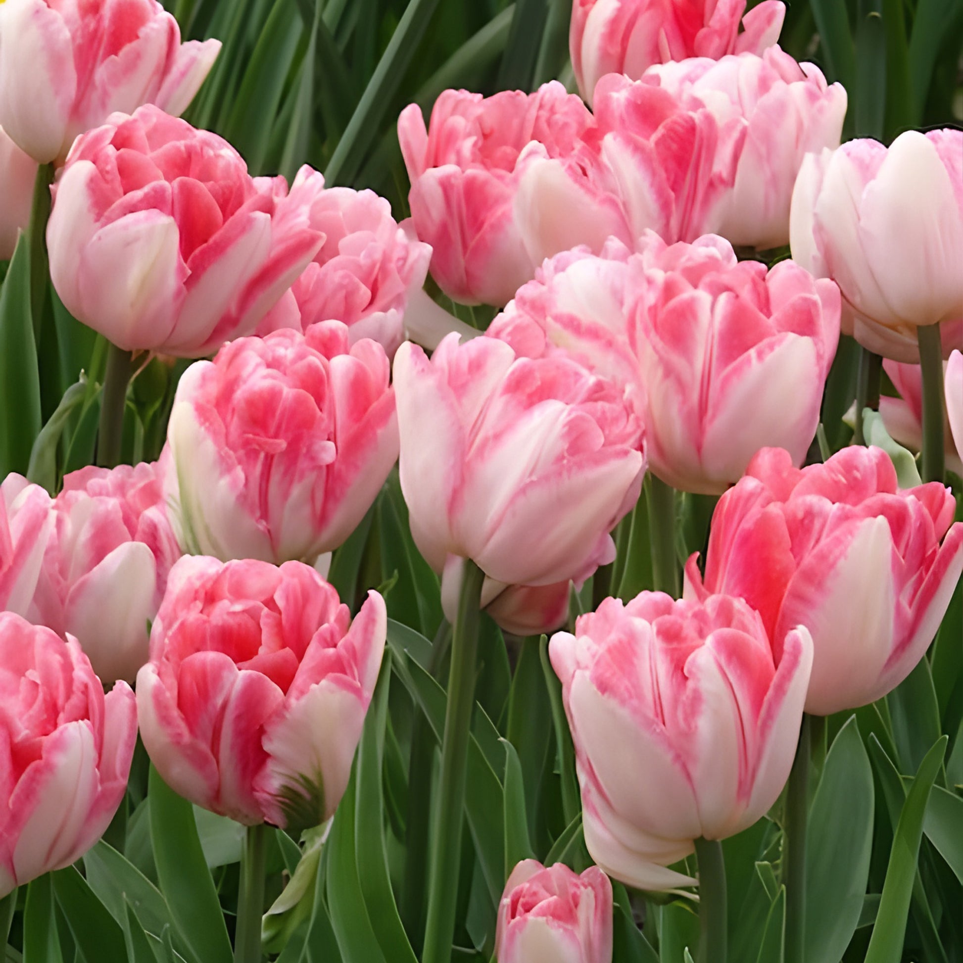 10 Tulipes à fleur de pivoine Foxtrot - Bulbes de Tulipe - Bakker