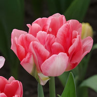 Vente 10 Tulipes à fleur de pivoine Foxtrot