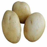 25 Pommes de terre Vitabella Bio - Solanum tuberosum vitabella - Potager