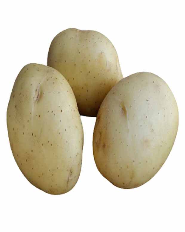 25 Pommes de terre Vitabella Bio - Solanum tuberosum vitabella - Potager