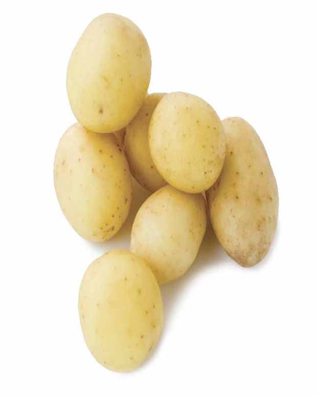 25 Pommes de terre Penni Bio - Solanum tuberosum penni - Légumes